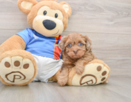 7 week old Havapoo Puppy For Sale - Fairfield Furbabies