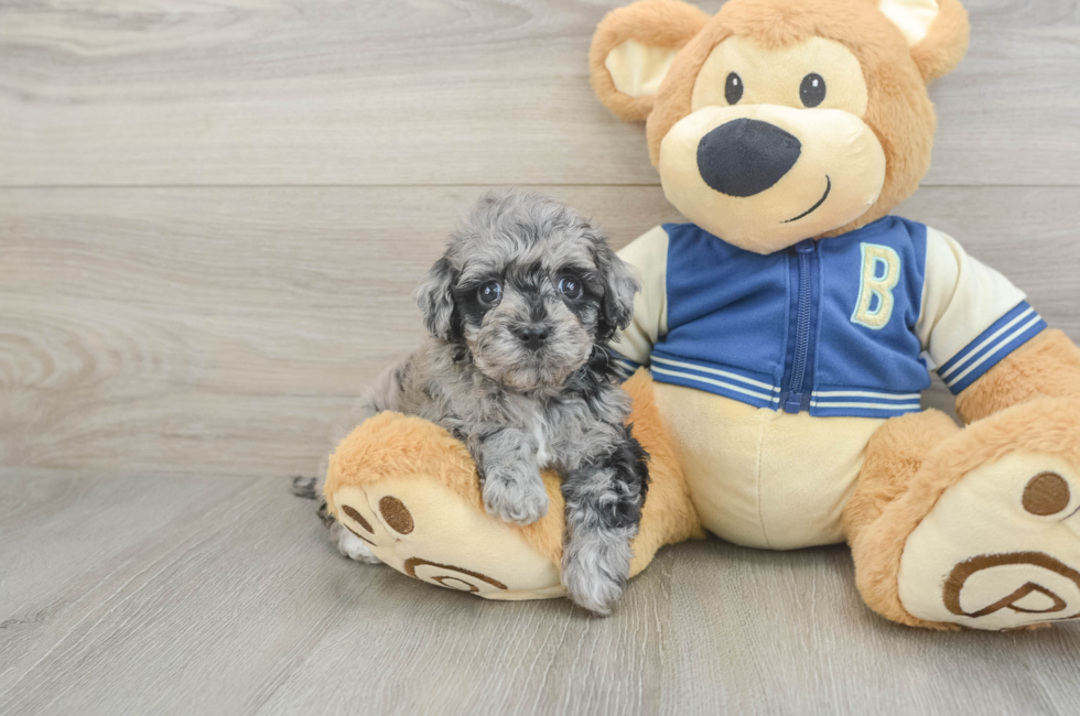 7 week old Havapoo Puppy For Sale - Fairfield Furbabies