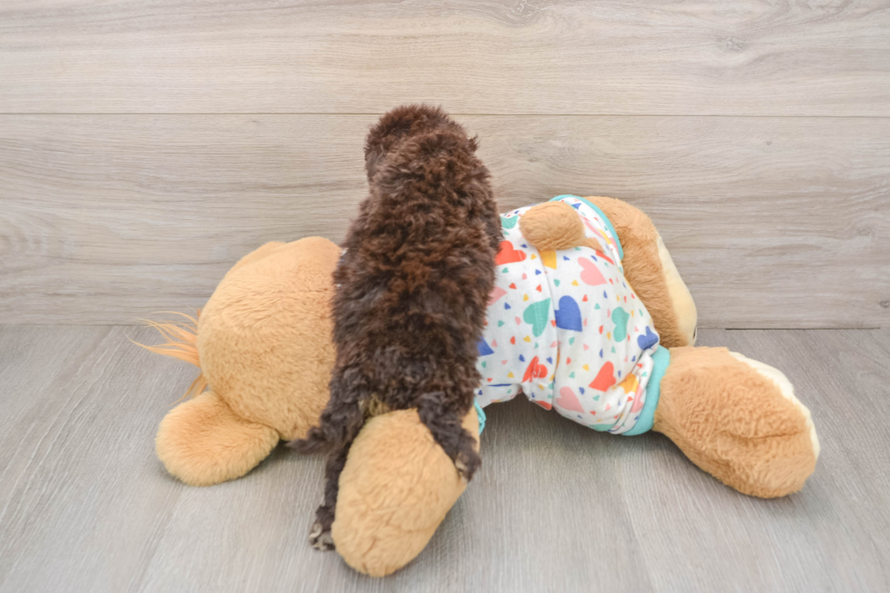 Popular Havapoo Poodle Mix Pup