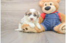 Havapoo Puppy for Adoption