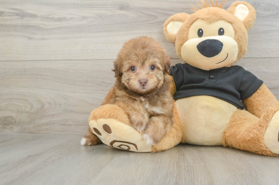 6 week old Havapoo Puppy For Sale - Fairfield Furbabies