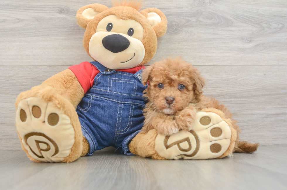 6 week old Havapoo Puppy For Sale - Fairfield Furbabies