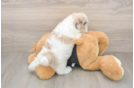 Energetic Havadoodle Poodle Mix Puppy