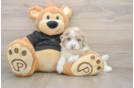 Havapoo Puppy for Adoption