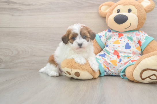 6 week old Havapoo Puppy For Sale - Fairfield Furbabies Havapoo Pup Being Cute