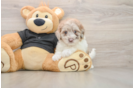 Havapoo Puppy for Adoption
