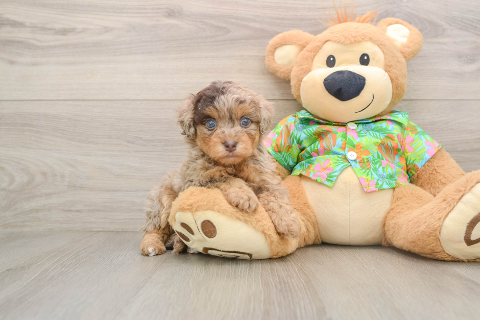 Havapoo Puppy for Adoption