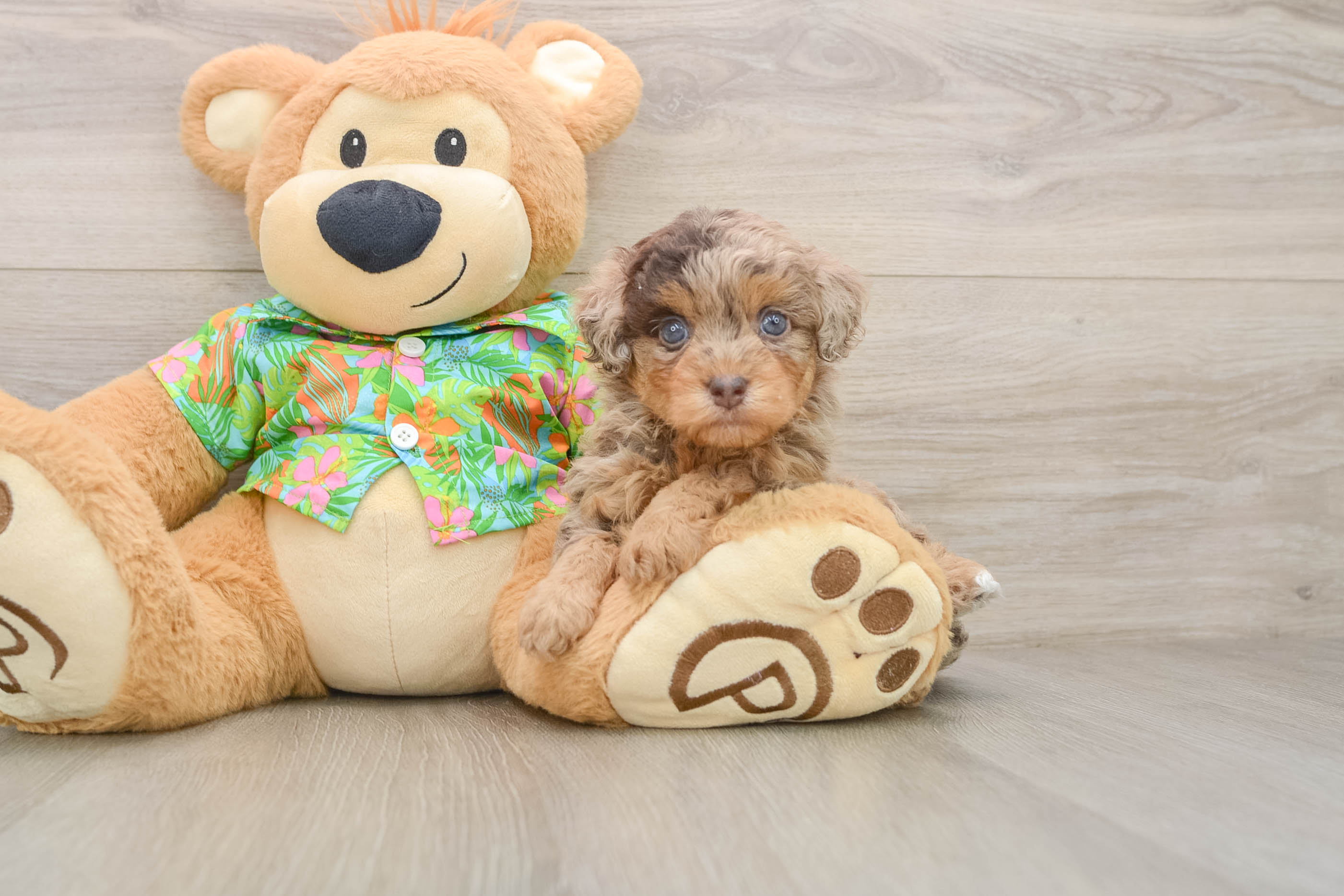 Havapoo Puppy for Adoption