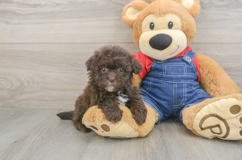 6 week old Havapoo Puppy For Sale - Fairfield Furbabies
