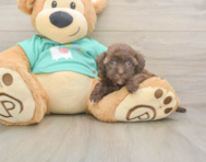 8 week old Havapoo Puppy For Sale - Fairfield Furbabies