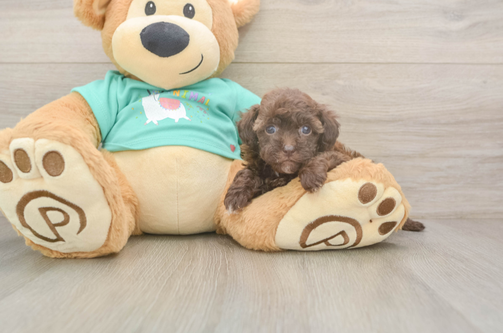 8 week old Havapoo Puppy For Sale - Fairfield Furbabies