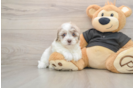 Havapoo Puppy for Adoption