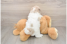 Adorable Havadoodle Poodle Mix Puppy