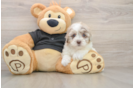 Havapoo Pup Being Cute