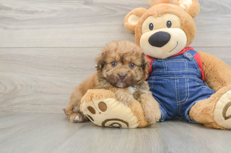6 week old Havapoo Puppy For Sale - Fairfield Furbabies