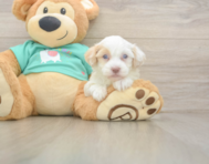 8 week old Havapoo Puppy For Sale - Fairfield Furbabies