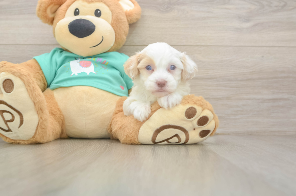 8 week old Havapoo Puppy For Sale - Fairfield Furbabies