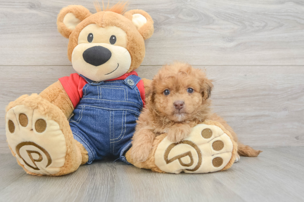 6 week old Havapoo Puppy For Sale - Fairfield Furbabies