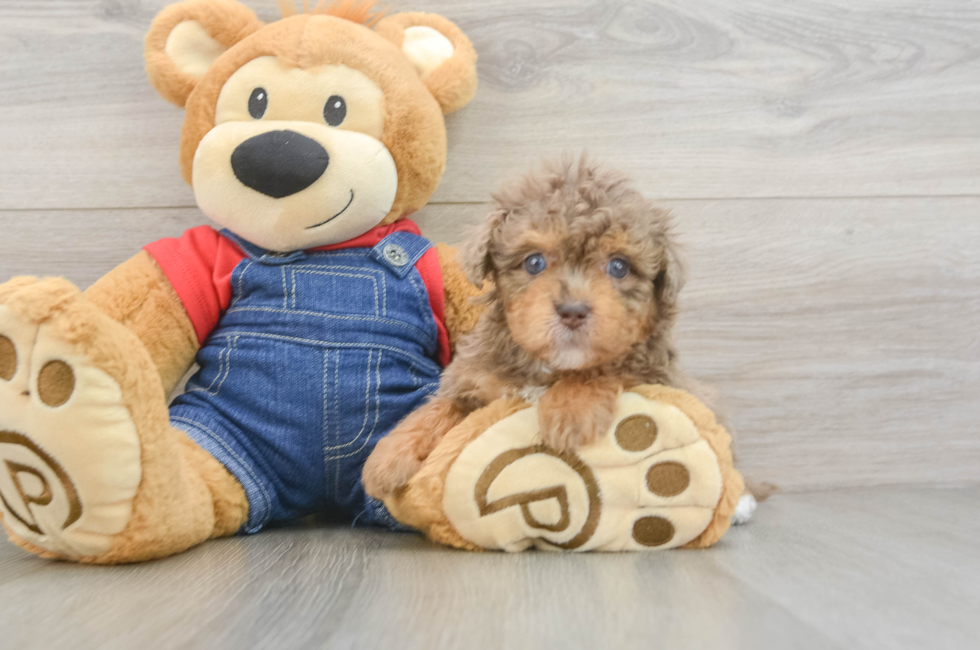 6 week old Havapoo Puppy For Sale - Fairfield Furbabies