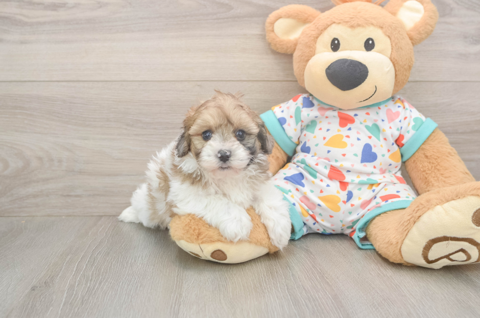 6 week old Havapoo Puppy For Sale - Fairfield Furbabies