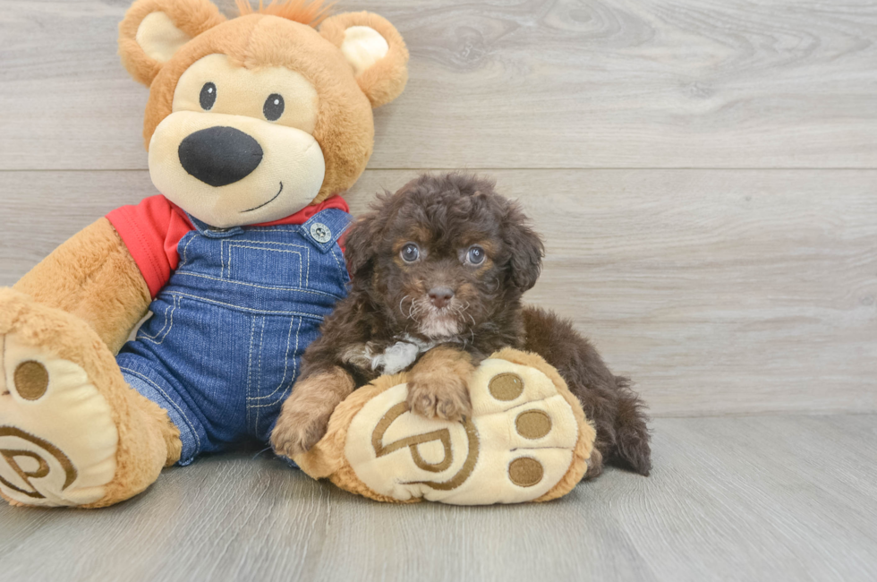6 week old Havapoo Puppy For Sale - Fairfield Furbabies