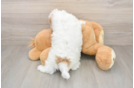 Smart Havapoo Poodle Mix Pup