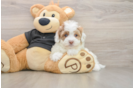 Friendly Havapoo Baby