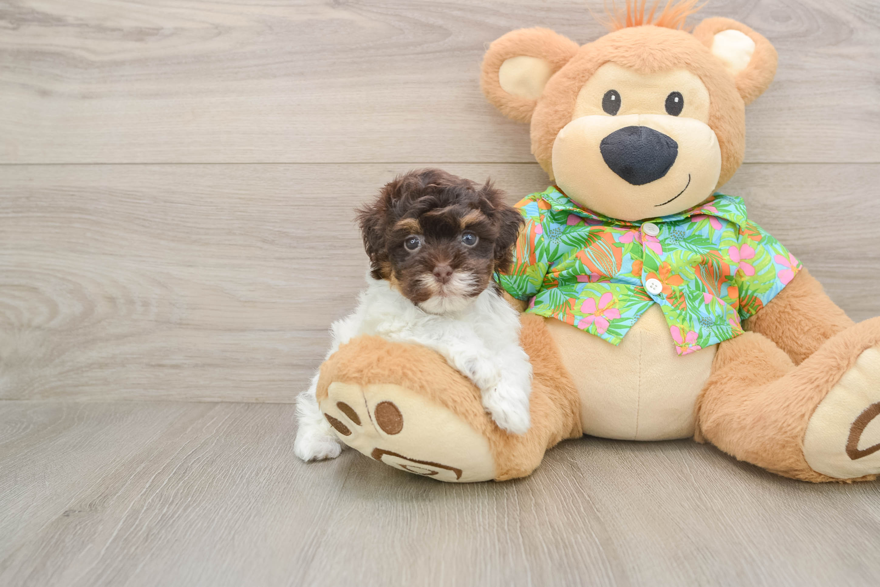 Fluffy Havapoo Poodle Mix Pup