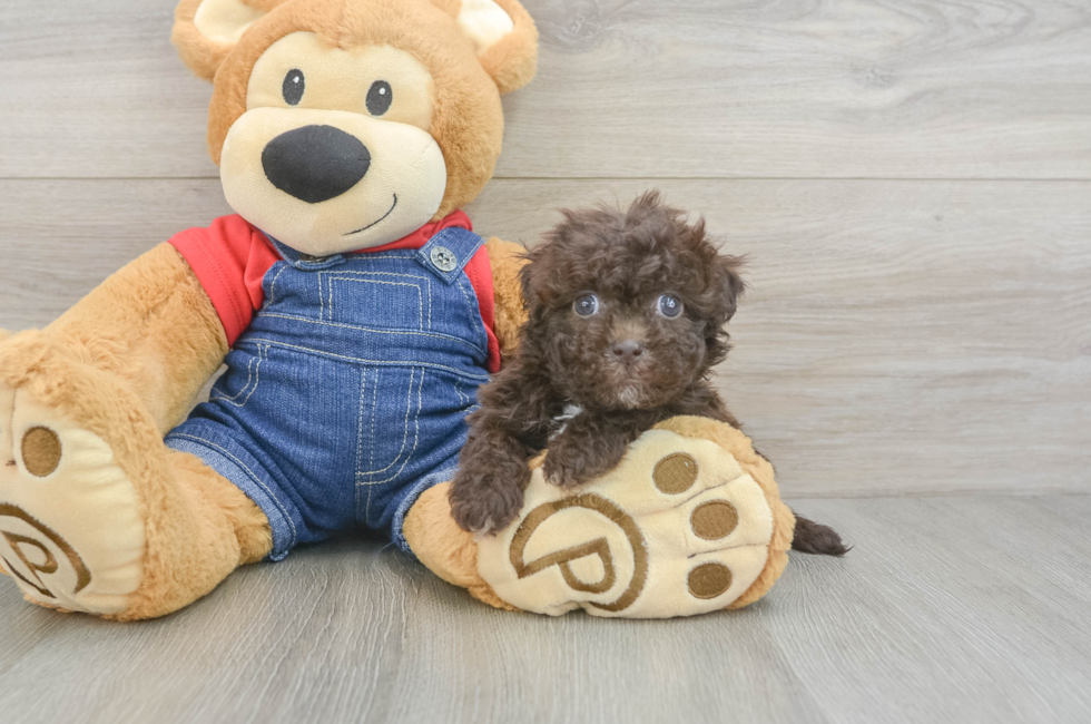 6 week old Havapoo Puppy For Sale - Fairfield Furbabies