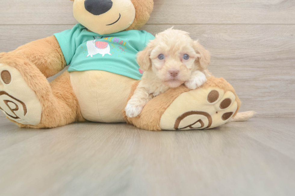 8 week old Havapoo Puppy For Sale - Fairfield Furbabies
