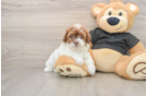 Havapoo Pup Being Cute