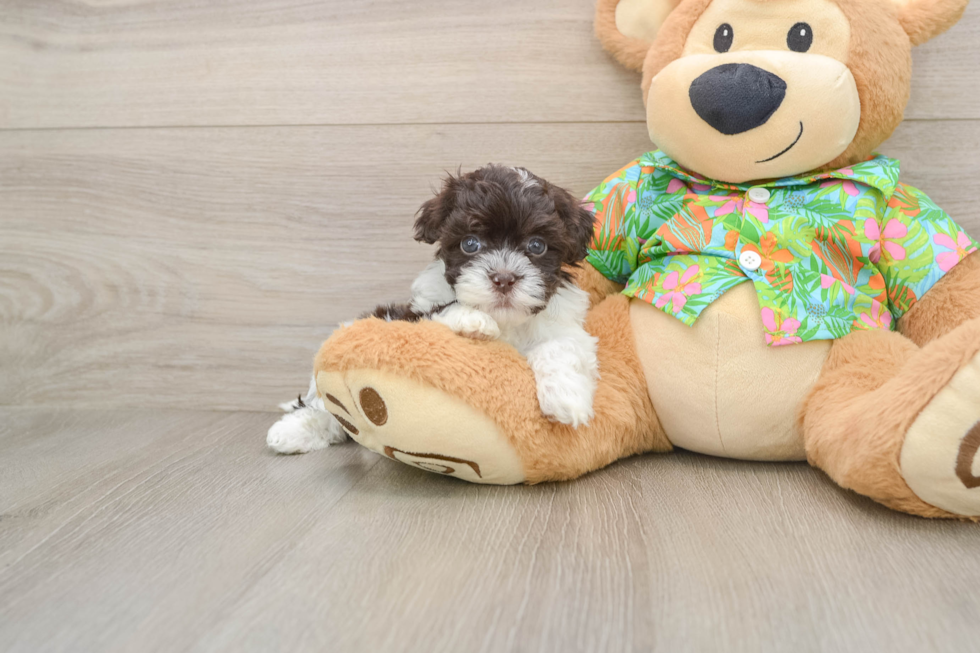 Petite Havapoo Poodle Mix Pup