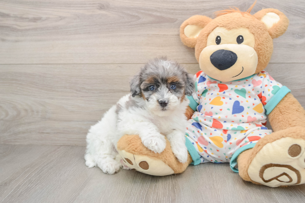 Little Havadoodle Poodle Mix Puppy