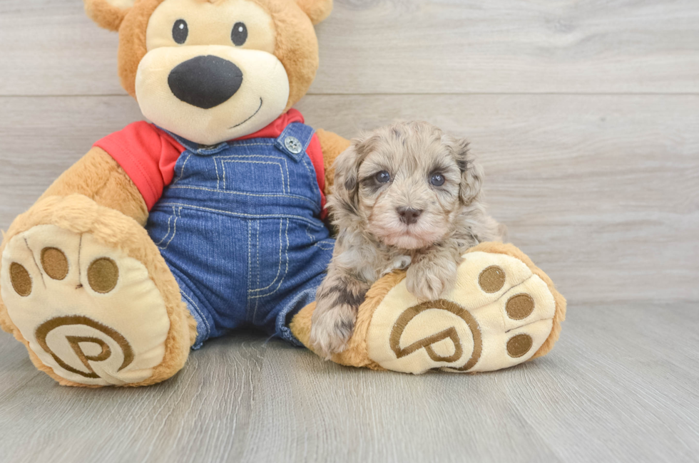 5 week old Havapoo Puppy For Sale - Fairfield Furbabies