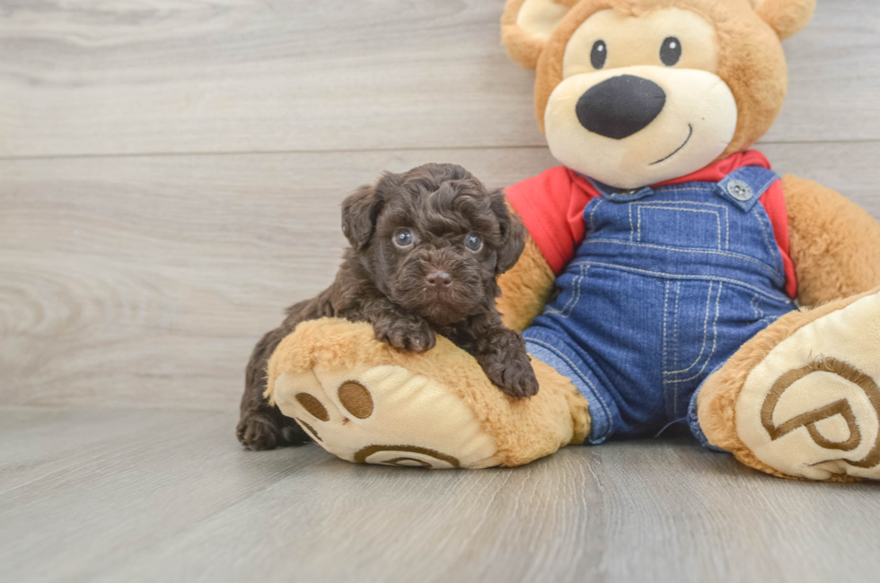 5 week old Havapoo Puppy For Sale - Fairfield Furbabies