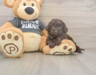7 week old Havapoo Puppy For Sale - Fairfield Furbabies