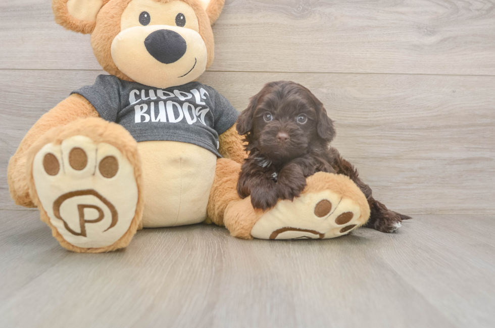 7 week old Havapoo Puppy For Sale - Fairfield Furbabies