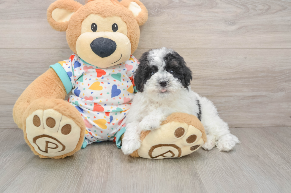 Playful Havadoodle Poodle Mix Puppy