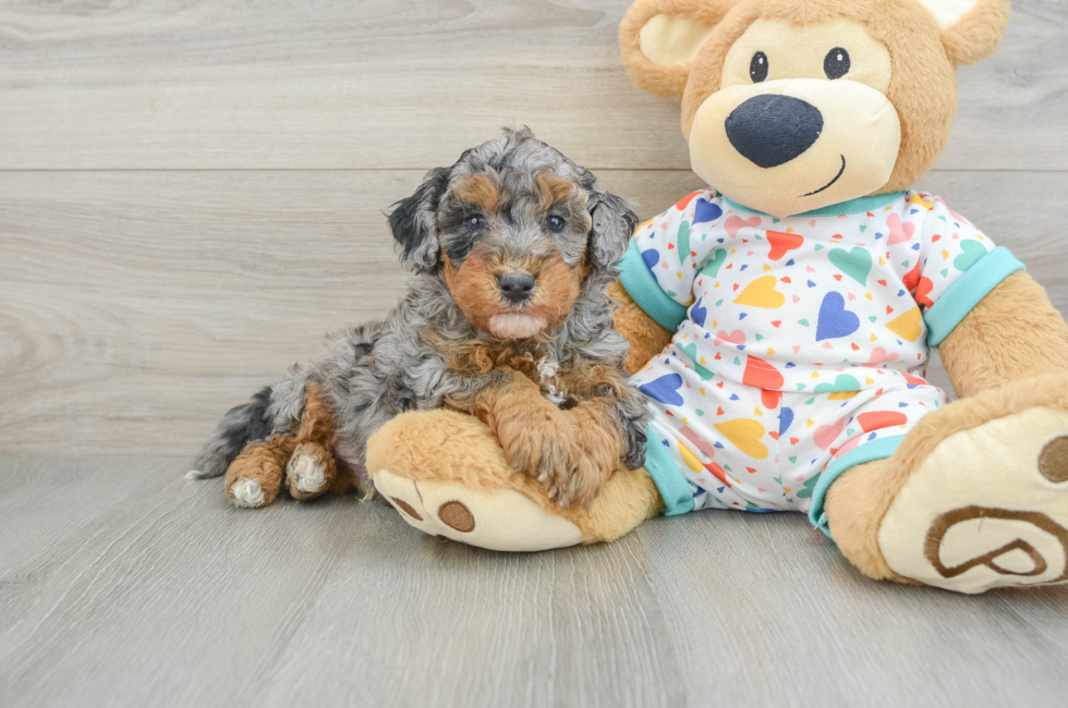 8 week old Havapoo Puppy For Sale - Fairfield Furbabies