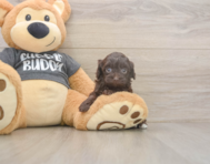 7 week old Havapoo Puppy For Sale - Fairfield Furbabies