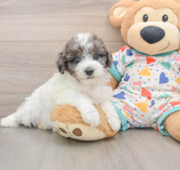 8 week old Havapoo Puppy For Sale - Fairfield Furbabies