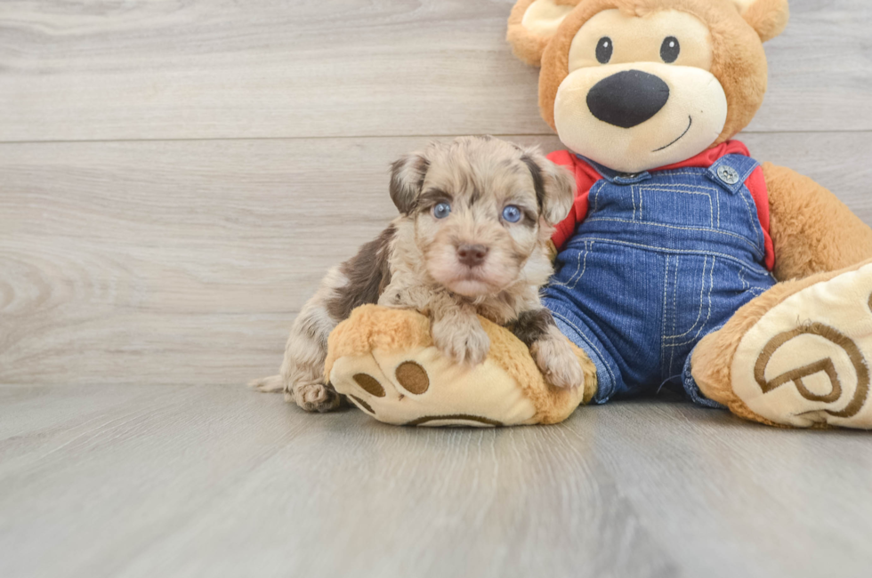 5 week old Havapoo Puppy For Sale - Fairfield Furbabies