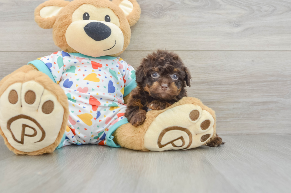 9 week old Havapoo Puppy For Sale - Fairfield Furbabies