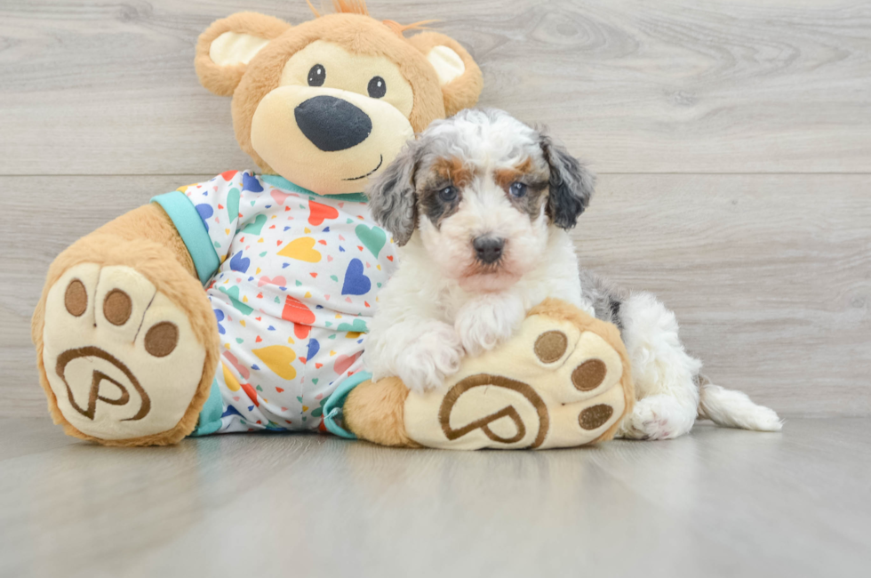 8 week old Havapoo Puppy For Sale - Fairfield Furbabies