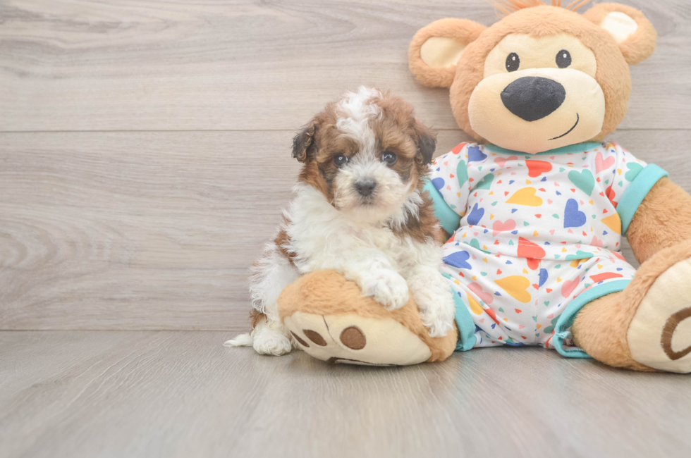 7 week old Havapoo Puppy For Sale - Fairfield Furbabies