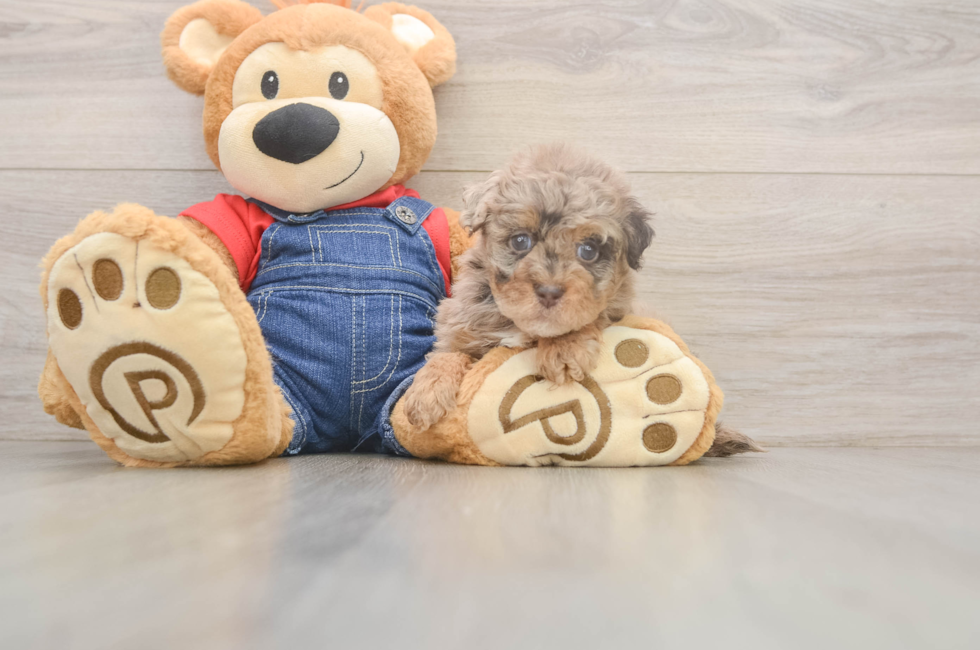 6 week old Havapoo Puppy For Sale - Fairfield Furbabies
