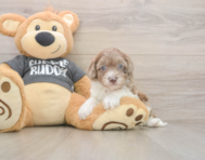 7 week old Havapoo Puppy For Sale - Fairfield Furbabies