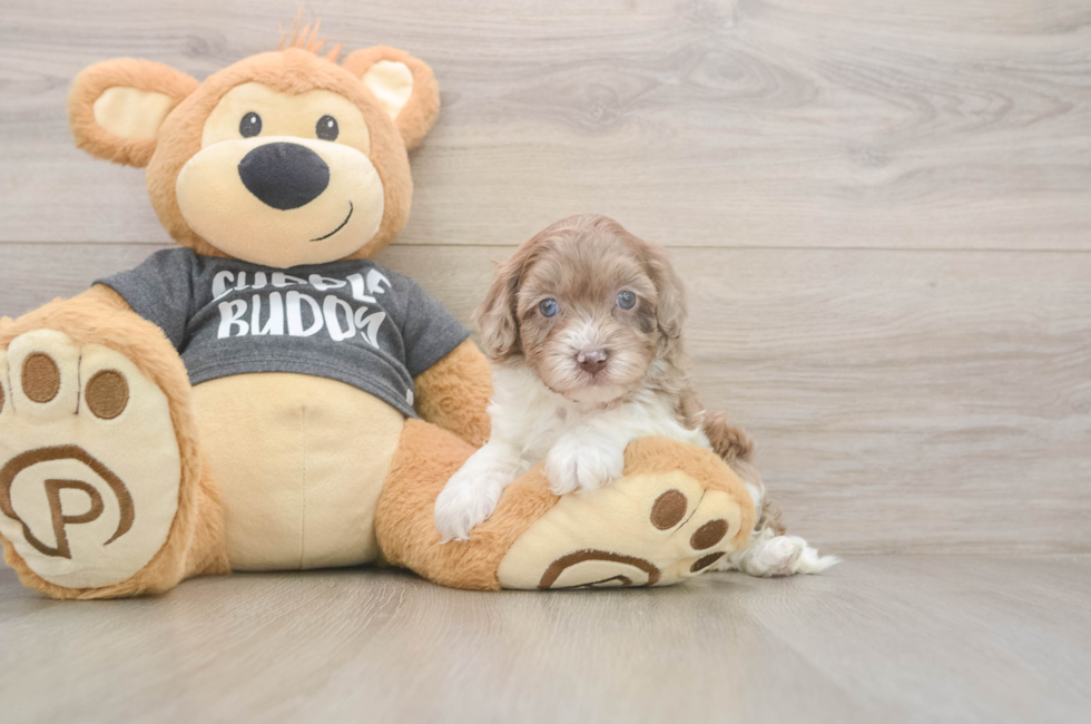 7 week old Havapoo Puppy For Sale - Fairfield Furbabies