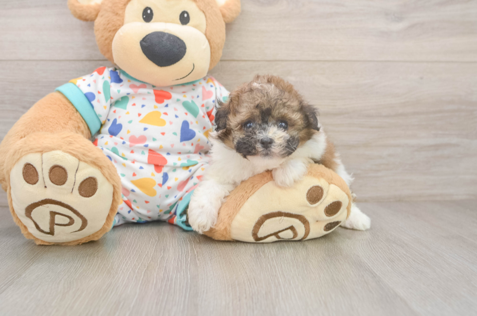 7 week old Havapoo Puppy For Sale - Fairfield Furbabies
