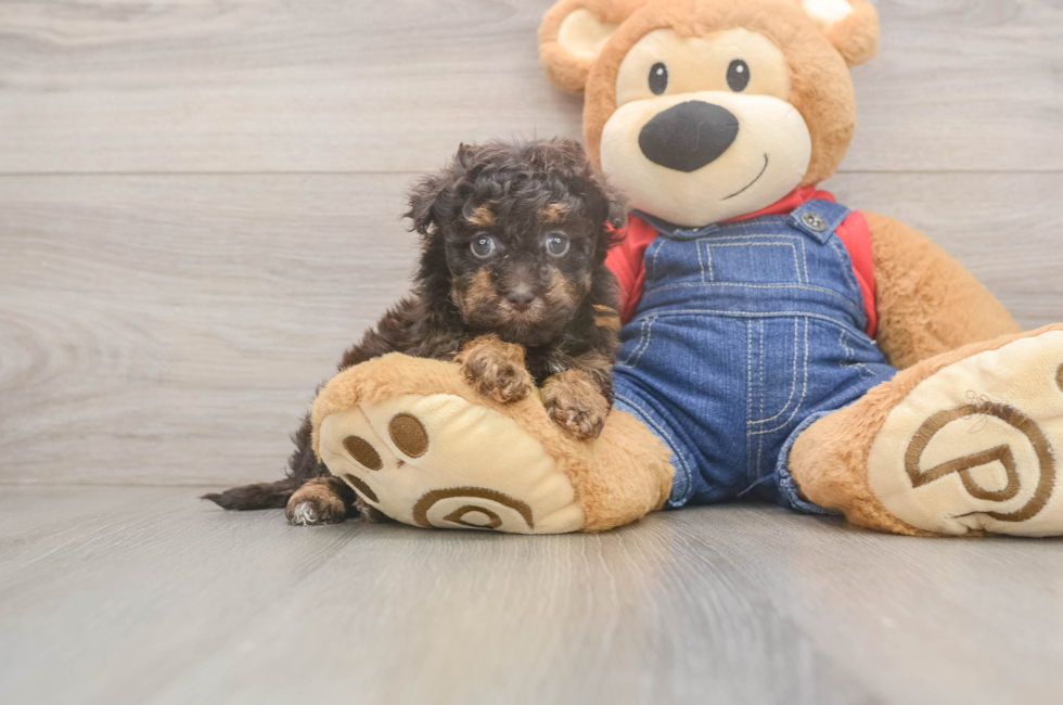 6 week old Havapoo Puppy For Sale - Fairfield Furbabies